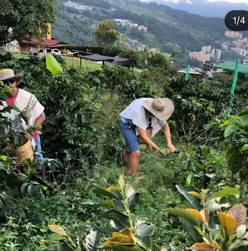Coffee sightseeing tour in Medellín. Lunch included.