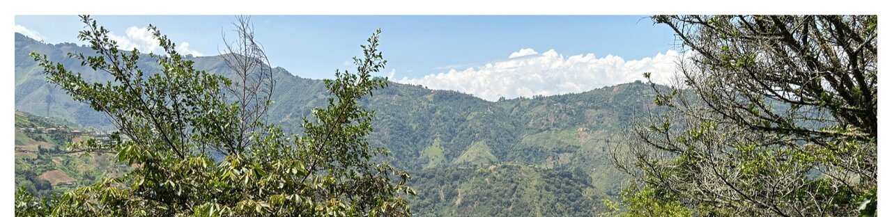 Coffee bushes on an Antioquia hillside with the ridges of the valley behind them