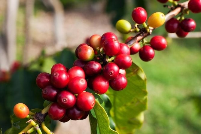 Deep red coffee cherries ripe on the branch at a farm near Medellin