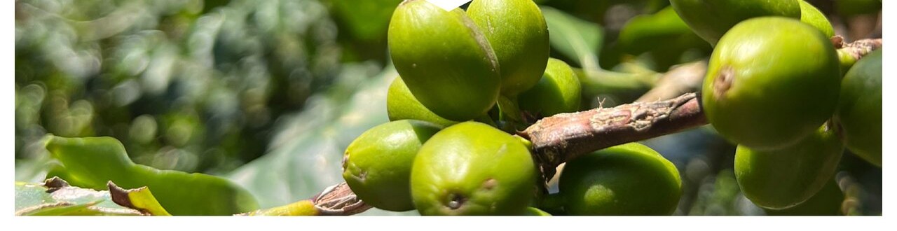 Green coffee cherries clustered along a branch, still weeks from picking