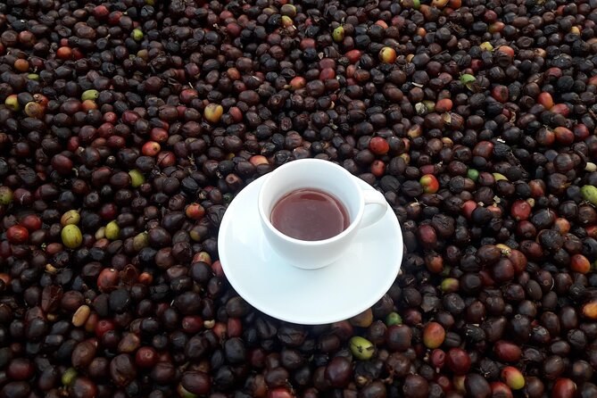 A white cup of black coffee set down on a bed of freshly picked coffee cherries