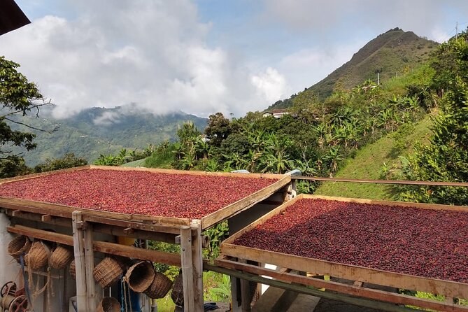 How to Visit a Medellin Coffee Farm