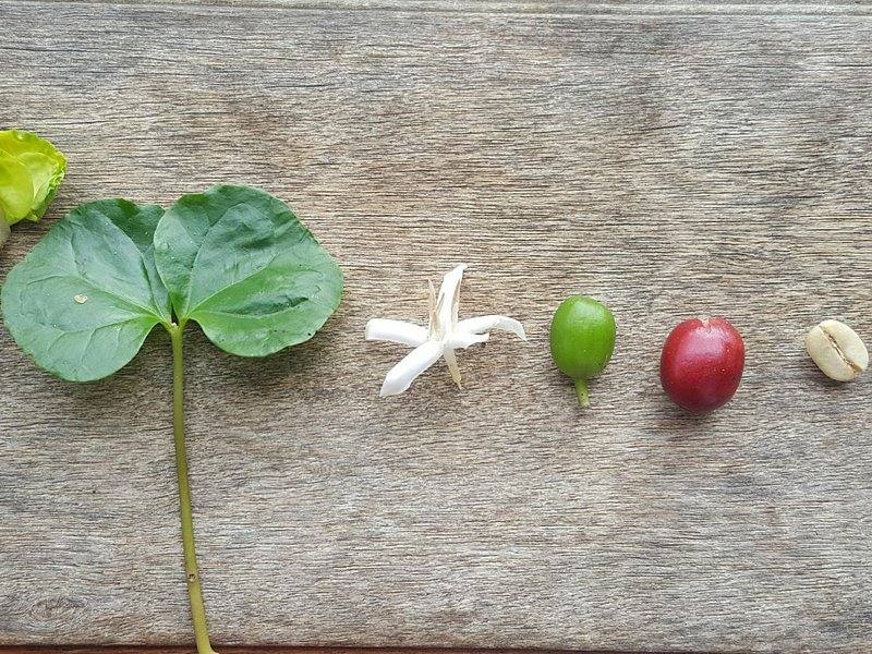 A coffee leaf, a white blossom and a green and a red cherry laid out on a board