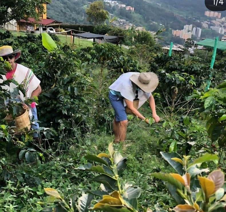 Picking coffee by hand on a slope above Medellin, baskets belted at the waist