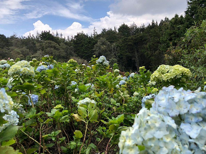 Hydrangeas growing in a flower plot at Santa Elena above Medellin